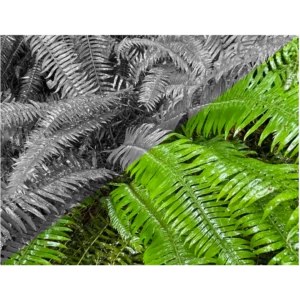 Fern half in grayscale and half in color